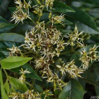 Micromelum minutum (G.Forst.) Wight & Arn.